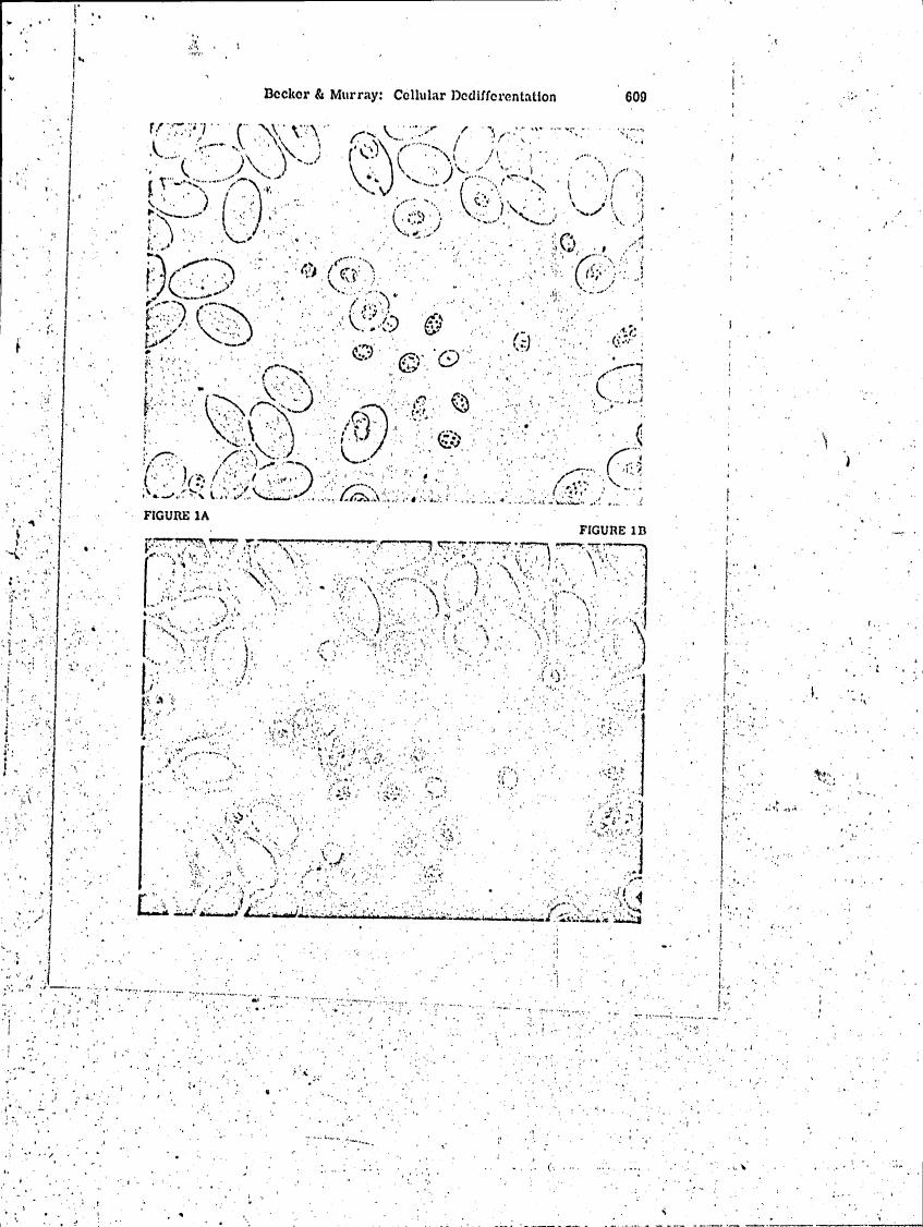 AI-described figure: Figure 1A and Figure 1B show microscopic images of cells in various stages of dedifferentiation.