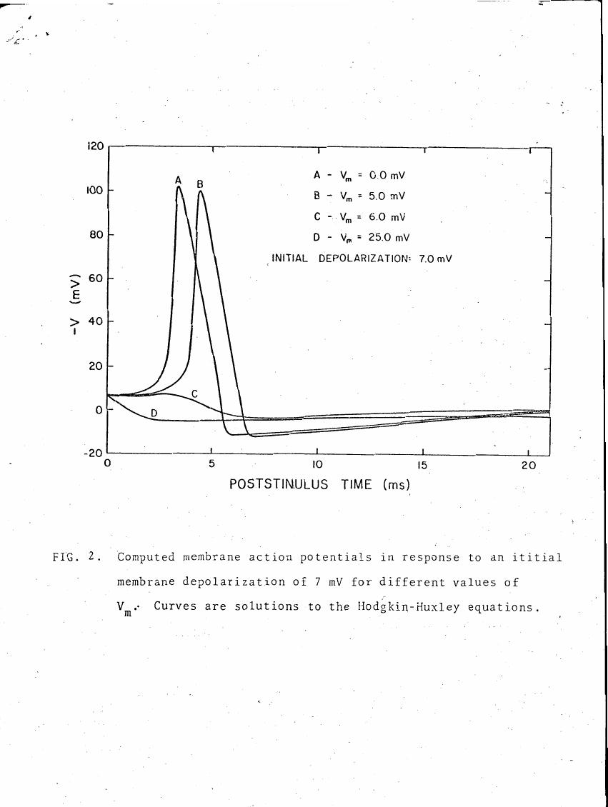 Fig. 2: Computed membrane action potentials in response to an initial membrane depolarization of 7 mV for different values of V_m.
