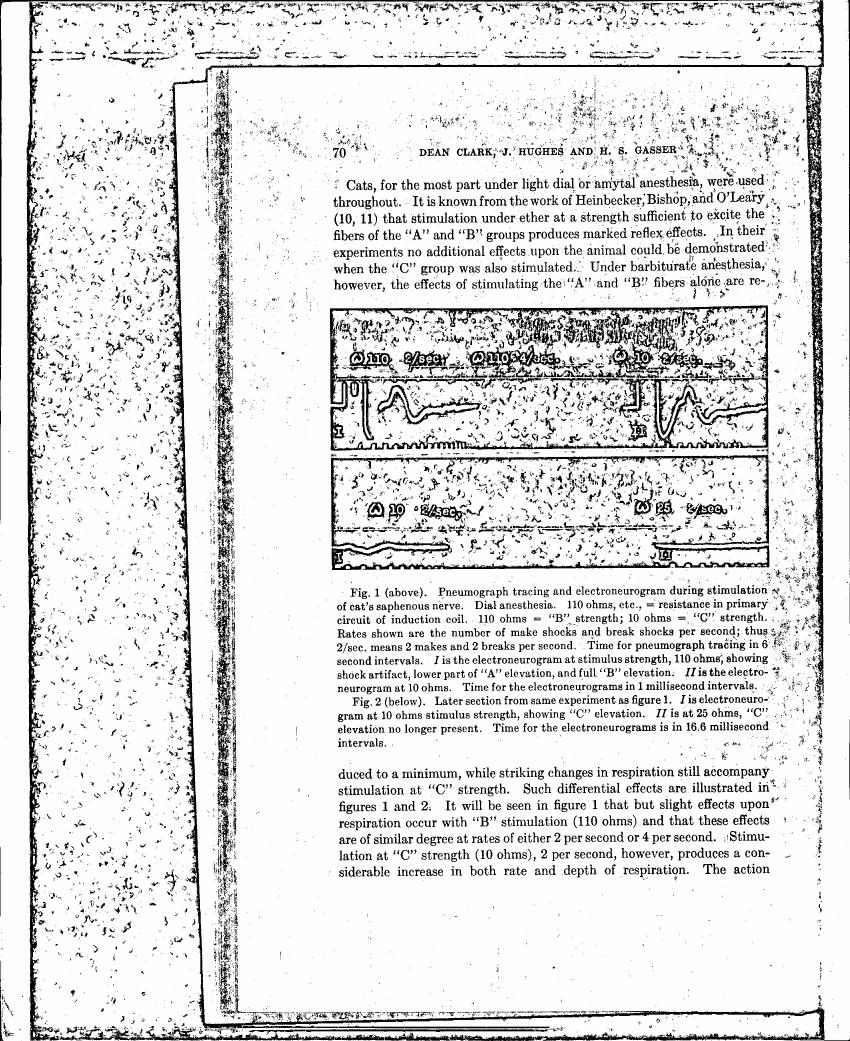 Fig. 1 (above). Pneumograph tracing and electroneurogram during stimulation of cat's saphenous nerve.