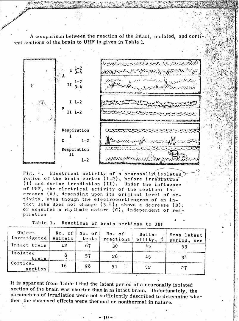 Electrical activity of a neuronally isolated region of the brain cortex before and during irradiation under UHF.