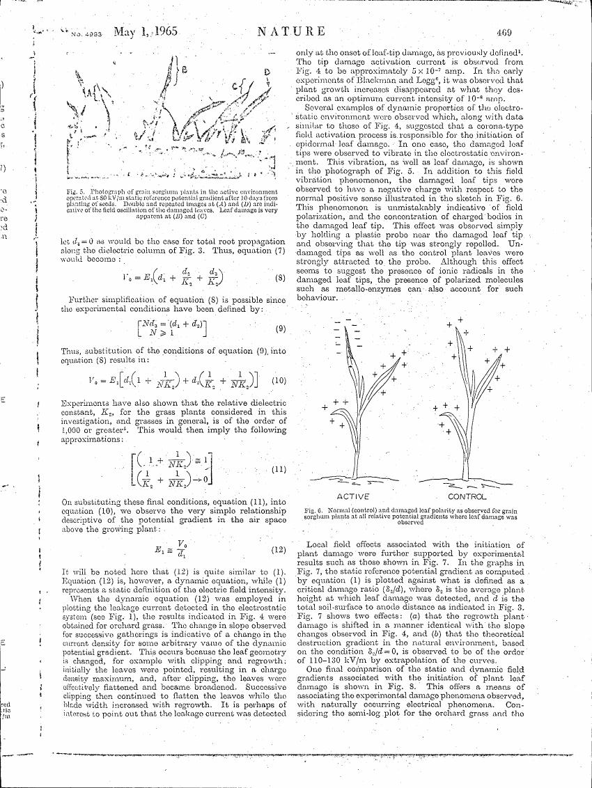 AI-described figure: Figure 5: Photograph of grain sorghum plants in an active environment operated at 80 kV/m static reference potential gradient after 14 days plant growth. Double and regular leaf damage (A) and (D) are indicative of the field oscillation of the damaged leaves.