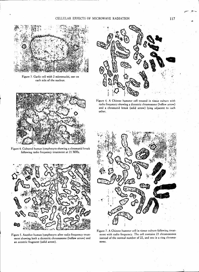 AI-described figure: Figures showing cellular effects of microwave radiation on various cell types, including micronuclei and chromosome abnormalities.