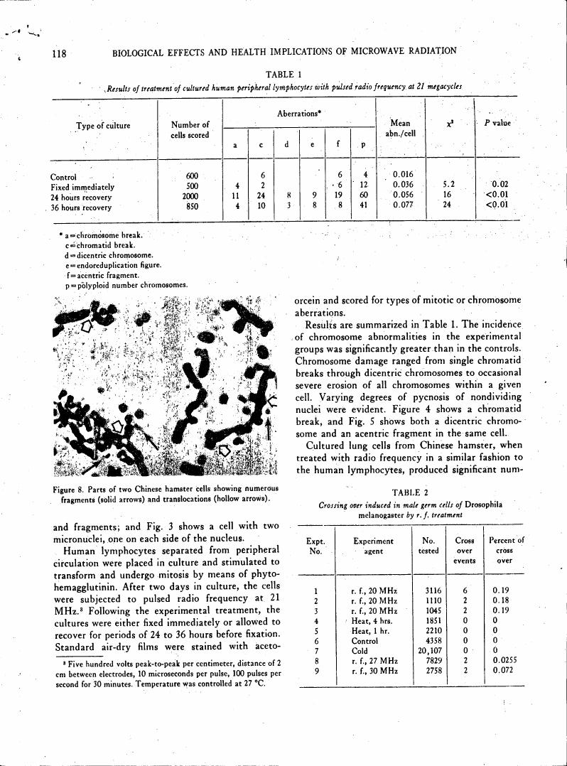 Figure 8. Parts of two Chinese hamster cells showing numerous fragments (solid arrows) and translocations (hollow arrows).