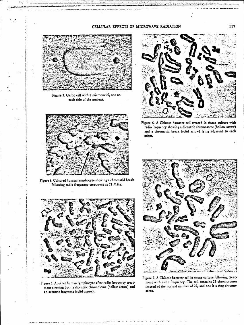 AI-described figure: Figures showing cellular effects of microwave radiation on various cell types and chromosome structures.