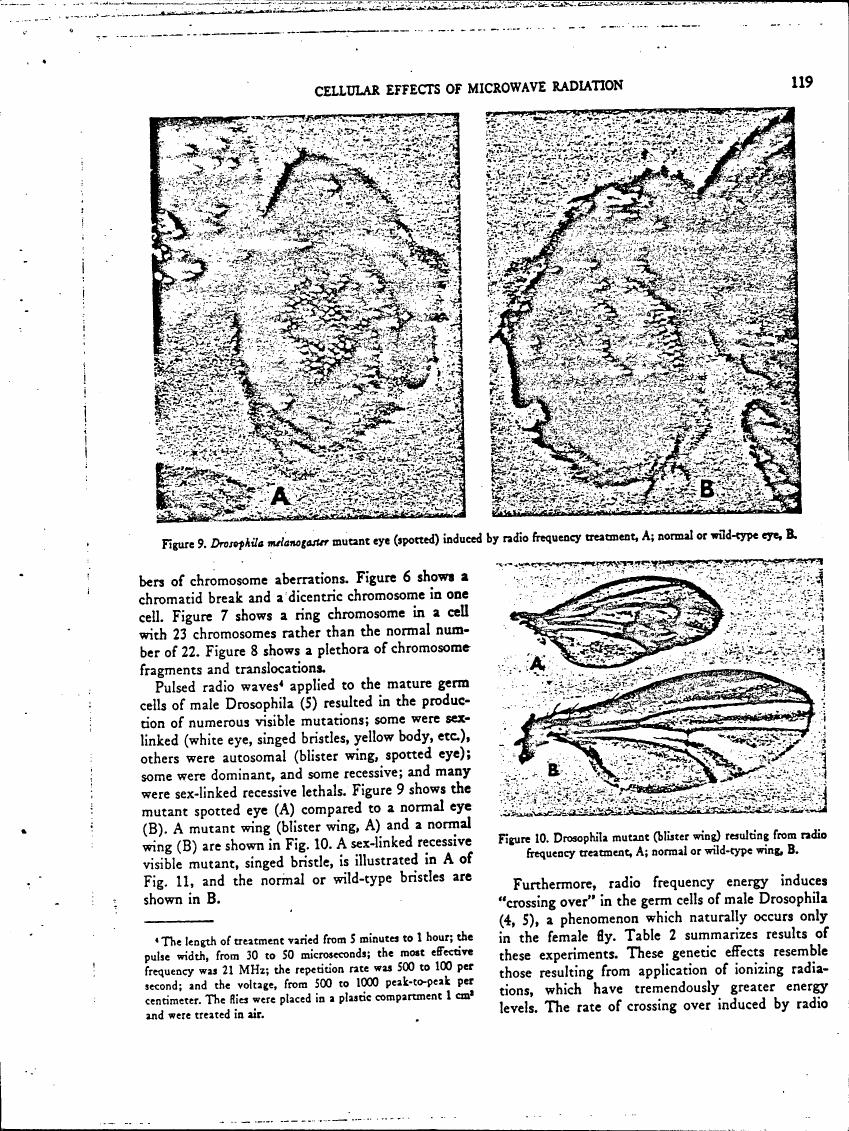 Figure 9. Drosophila melanogaster mutant eye (spotted) induced by radio frequency treatment compared to a normal or wild-type eye.
