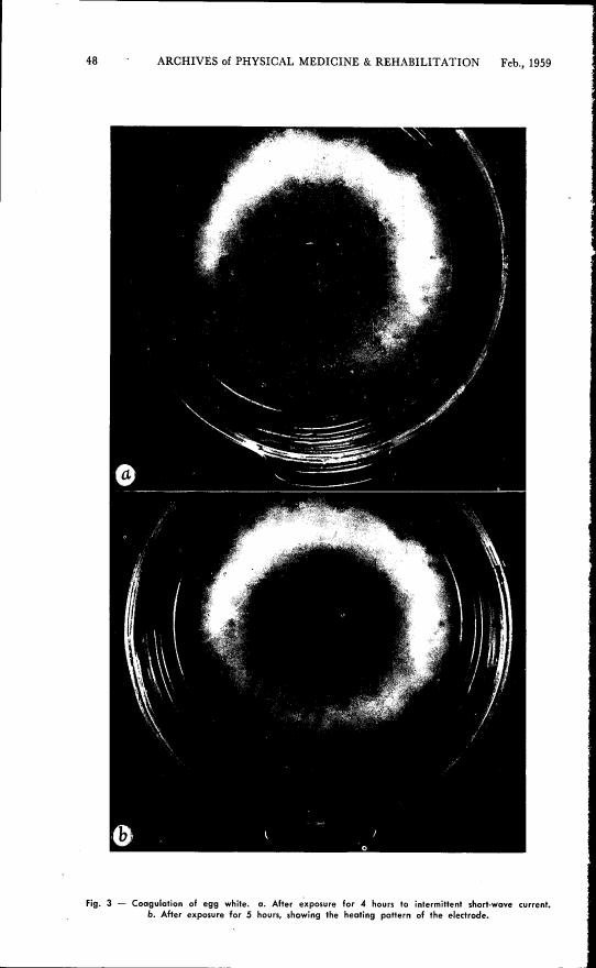 Fig. 3 - Coagulation of egg white after exposure to intermittent short-wave current for different durations.