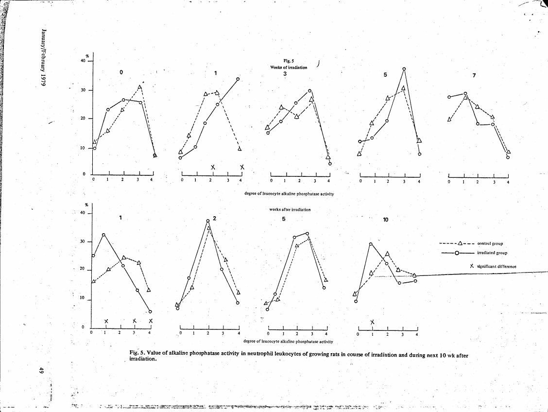 Fig. 5: Value of alkaline phosphatase activity in neutrophil leukocytes of growing rats during irradiation and subsequent weeks.