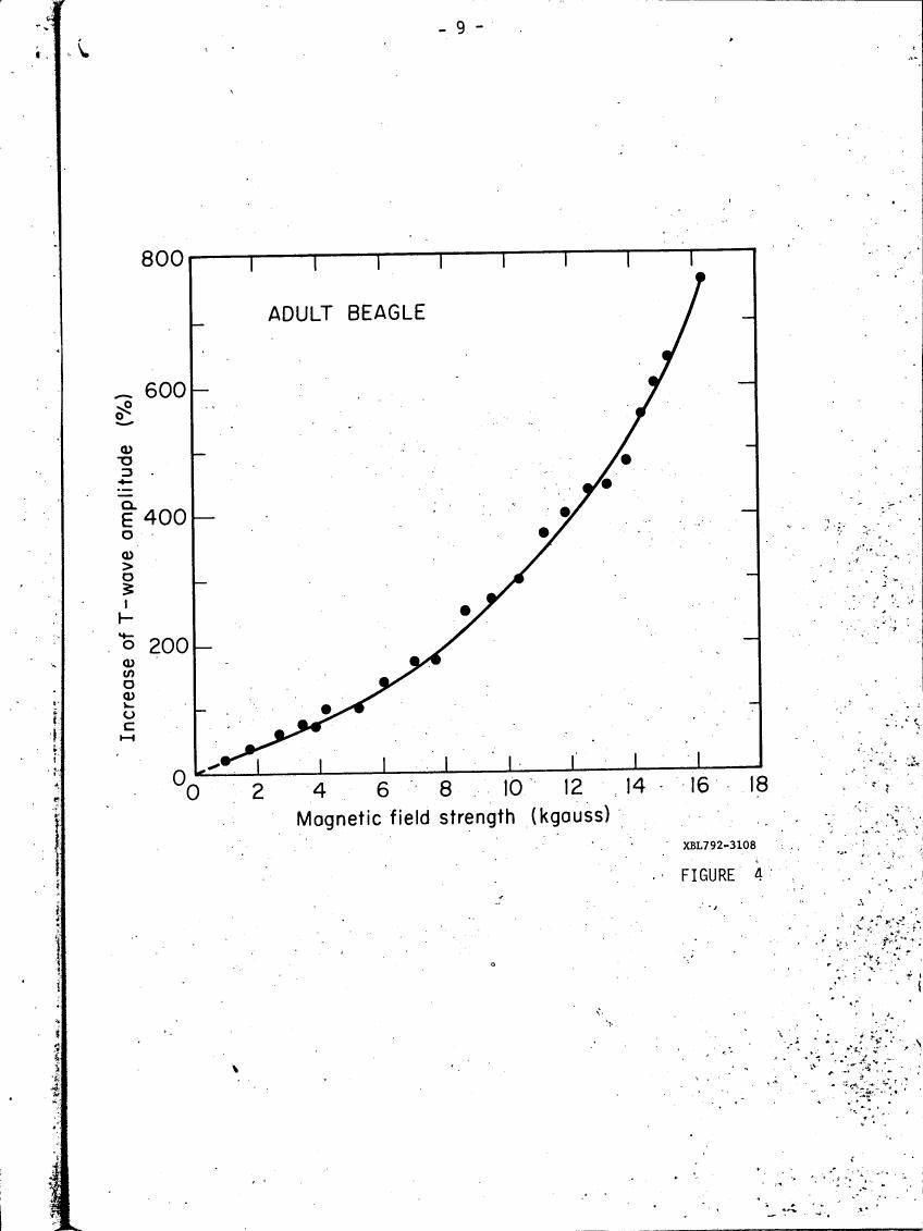 AI-described figure: Figure 4: A graph showing the increase in T-wave amplitude (%) as a function of magnetic field strength (kgauss) for an adult beagle.