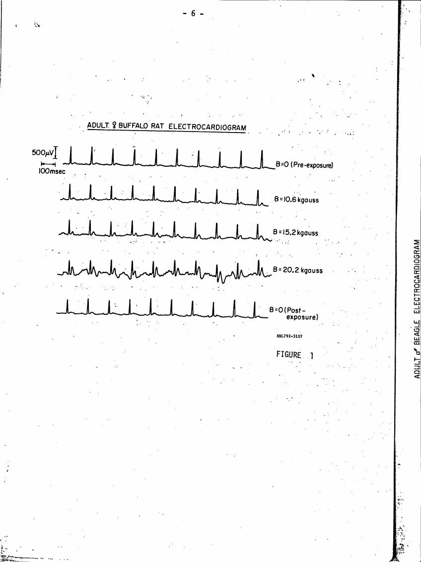 AI-described figure: Figure showing adult female buffalo rat electrocardiograms under different magnetic field strengths before and after exposure.