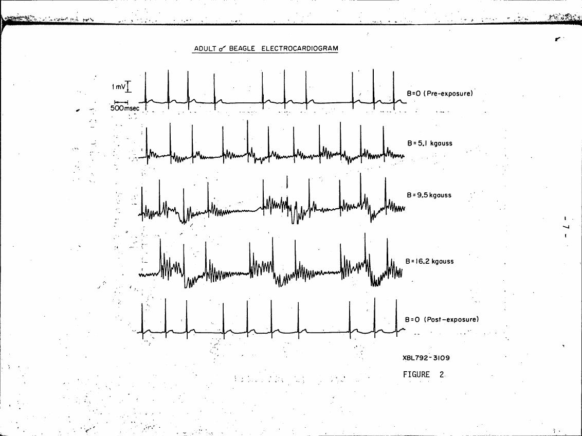 AI-described figure: Figure 2: Adult Beagle Electrocardiogram showing pre-exposure and post-exposure heart rate changes under varying magnetic field strengths.