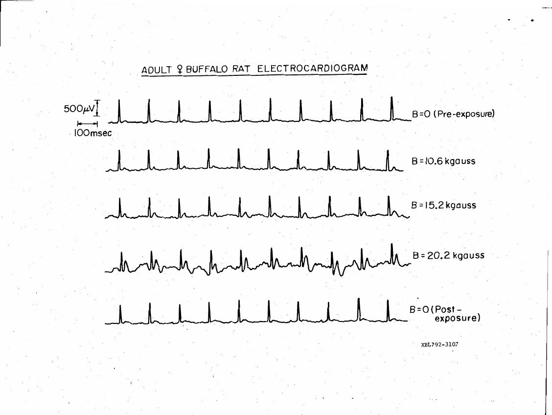 AI-described figure: Electrocardiograms from an adult female buffalo rat under different magnetic field strengths before and after exposure.
