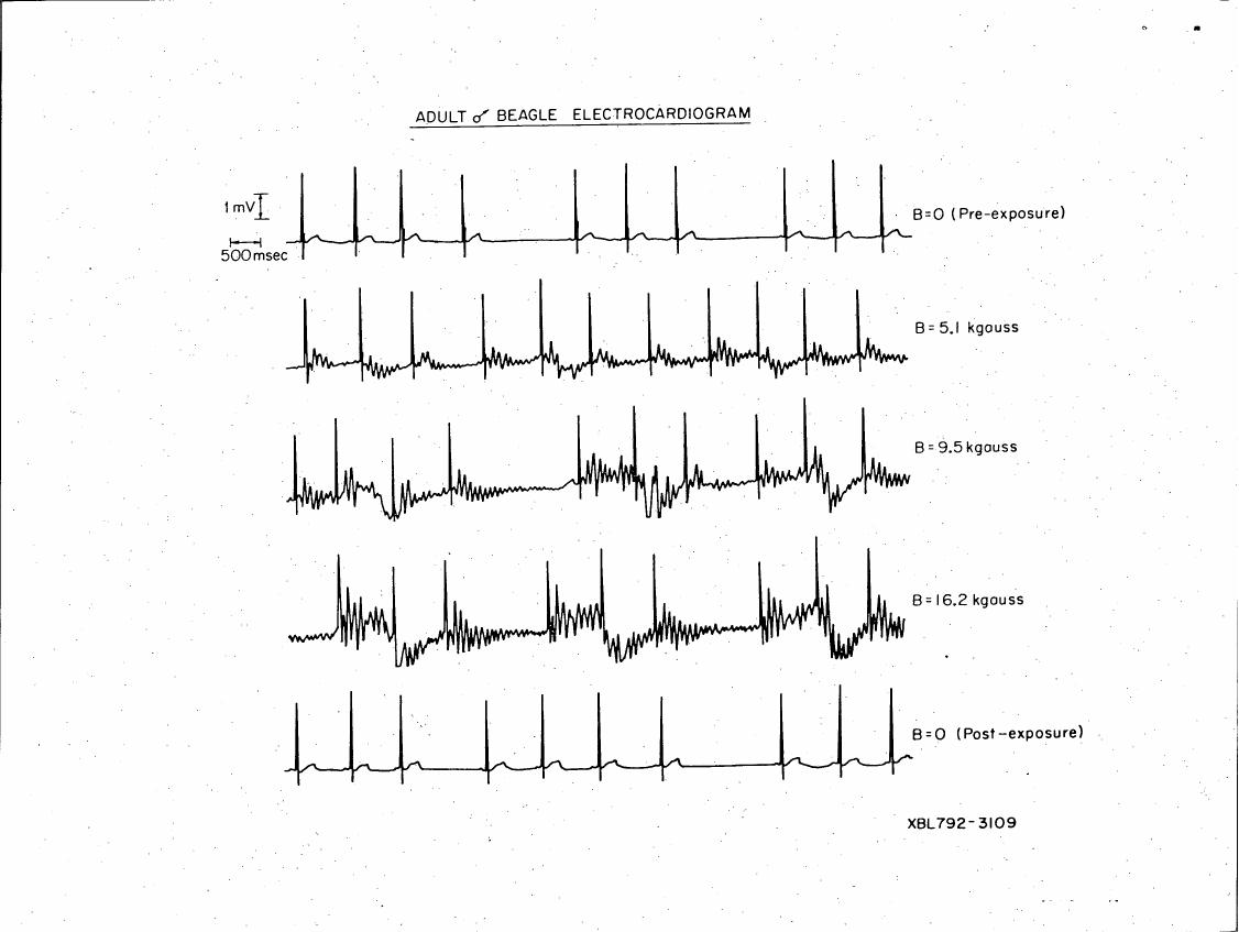 AI-described figure: Electrocardiogram (ECG) recordings from an adult beagle at different magnetic field strengths before and after exposure.