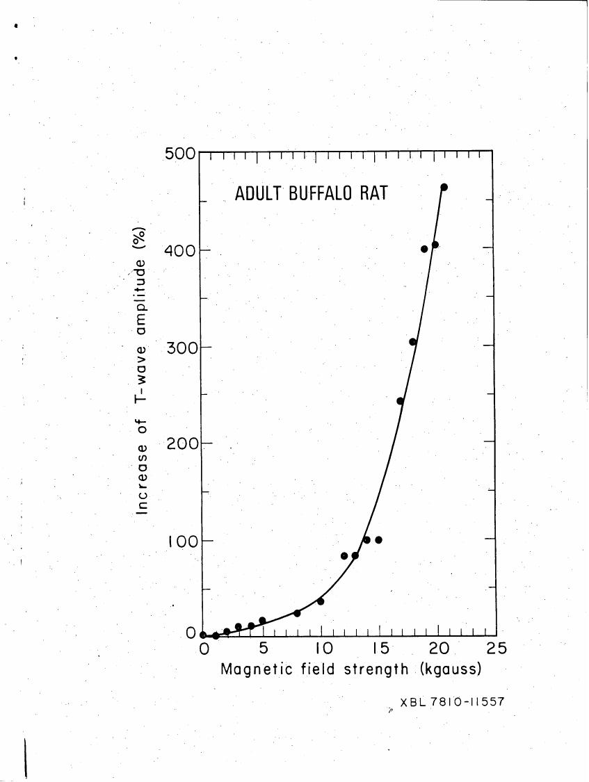 AI-described figure: A graph showing the increase in T-wave amplitude (%) as a function of magnetic field strength (kgauss) for an adult buffalo rat.