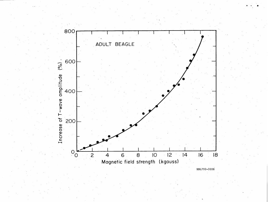 AI-described figure: A graph showing the increase in T-wave amplitude (%) as a function of magnetic field strength (kgauss) for an adult beagle.