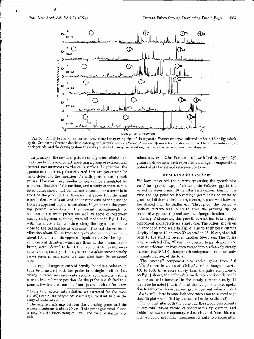 Figure 5. Complete records of current traversing the growing tips of six separate Pelvetia embryos cultured under a 12-hr light-dark cycle.