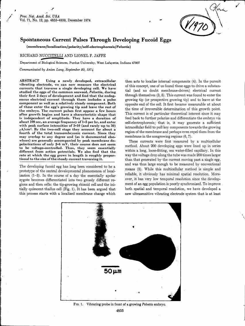 A diagram showing a vibrating probe in front of a growing Pelvetia embryo.