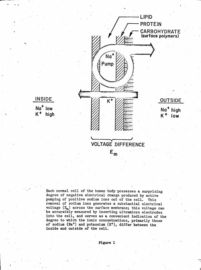 AI-described figure: Figure 1 illustrates a cellular membrane with ion pumps and concentration gradients for sodium (Na+) and potassium (K+), highlighting voltage differences across the cell membrane.