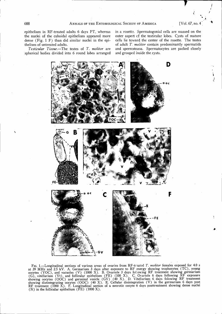 AI-described figure: Longitudinal sections of various areas of ovaries from RF-treated T. molitor females exposed for 4.0 s at 39 MHz and 2.5 kV, showing stages of oocyte development and cellular changes.