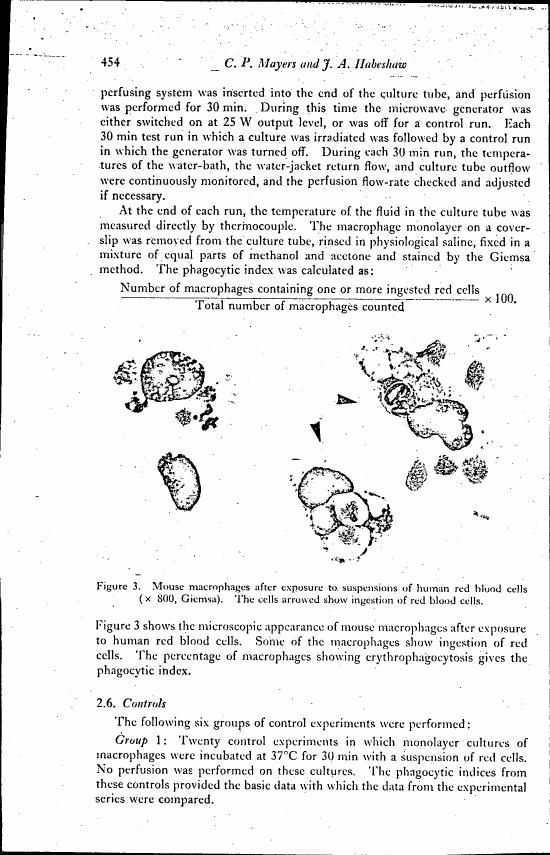 Figure 3. Mouse macrophages after exposure to suspensions of human red blood cells (x 800, Giemsa). The cells arrowed show ingestion of red blood cells.