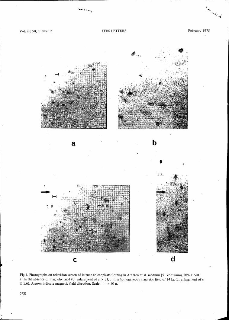 AI-described figure: Fig.1: Photographs on television screen showing lettuce chloroplasts in Arntzen et al.'s medium with and without a magnetic field.