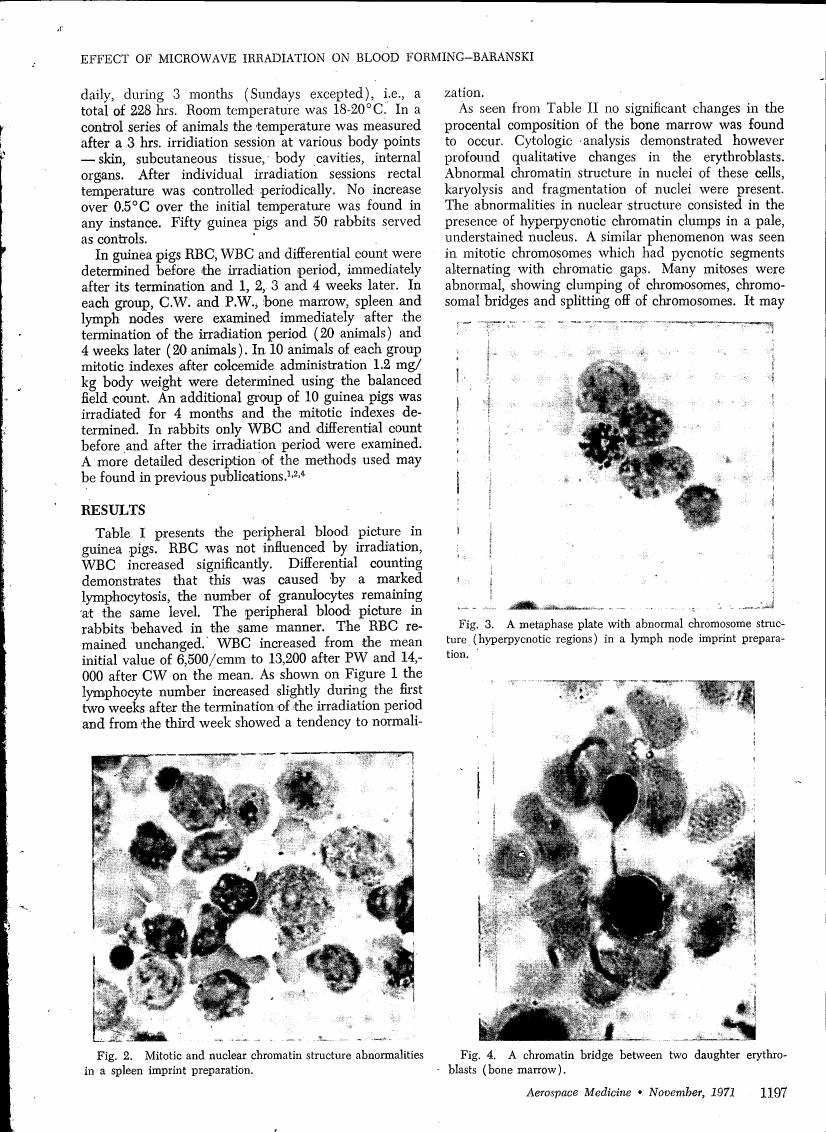 AI-described figure: Fig. 2: Mitotic and nuclear chromatin structure abnormalities in a spleen imprint preparation.