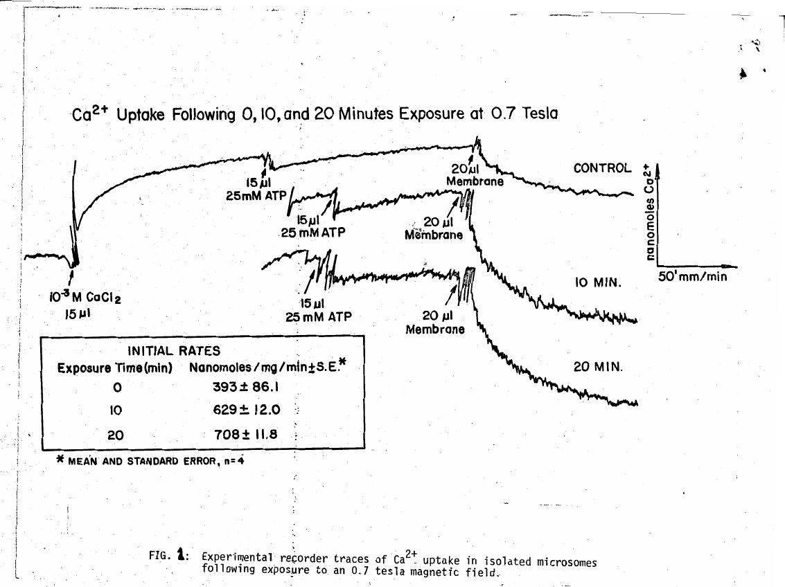 Experimental recorder traces showing Ca2+ uptake in isolated microsomes following exposure to a 0.7 tesla magnetic field.