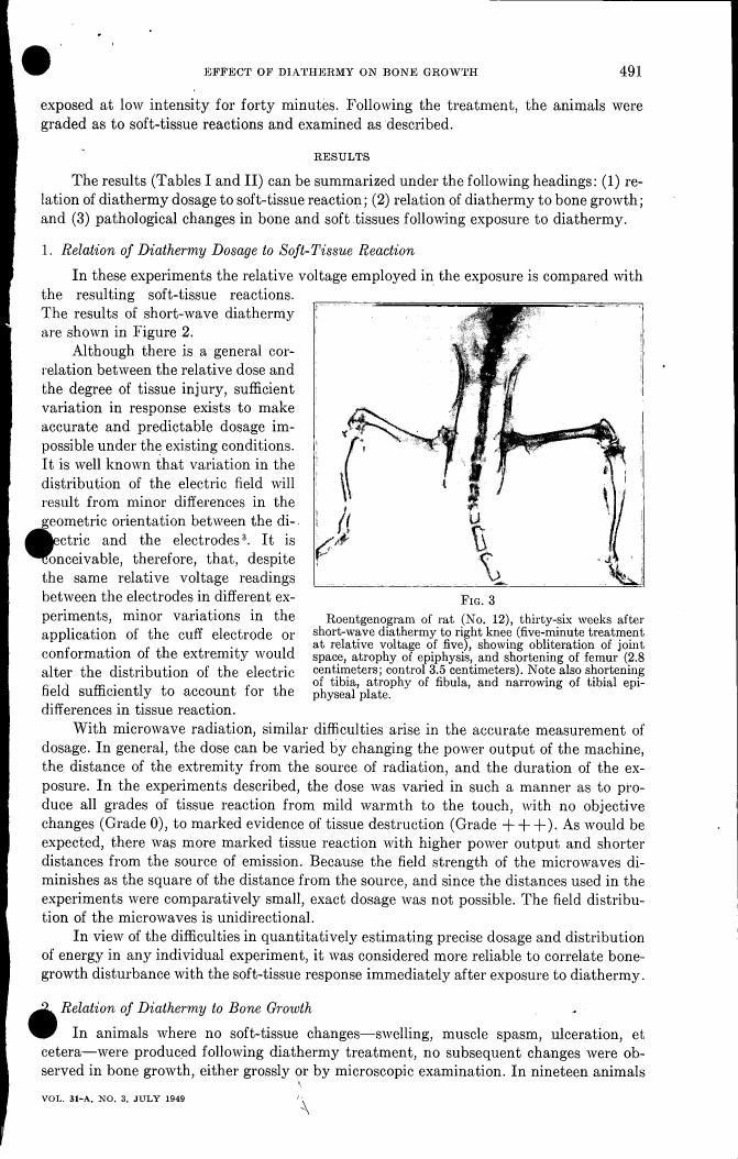 AI-described figure: Roentgenogram of rat (No. 12), thirty-six weeks after short-wave diathermy to right knee, showing obliteration of joint space and atrophy of epiphysis.