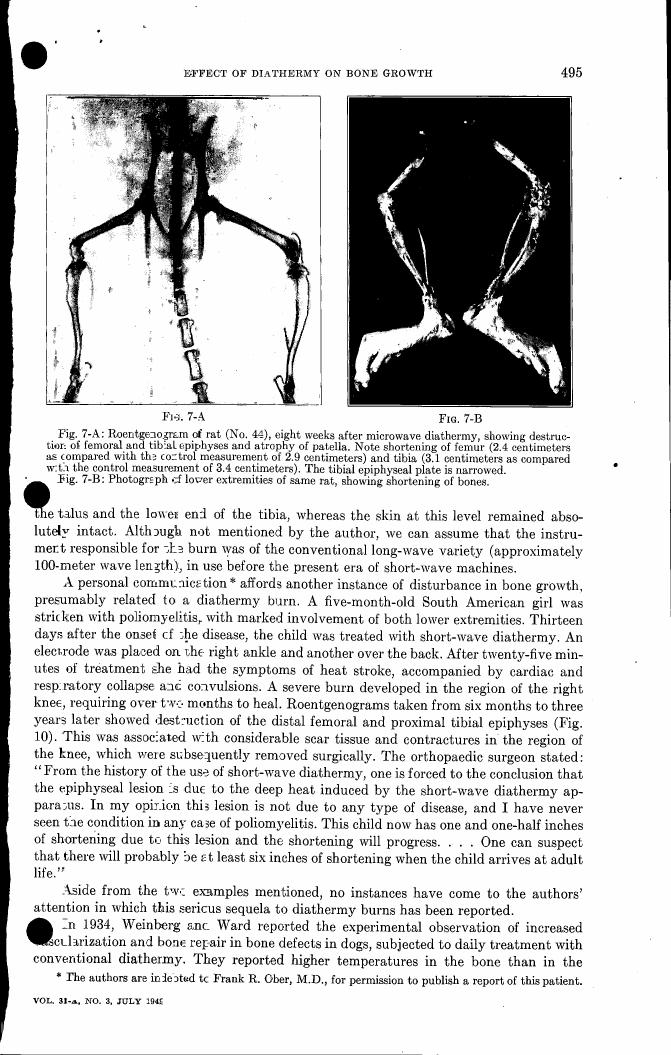 Fig. 7-A: Roentgenogram of rat (No. 44), eight weeks after microwave diathermy, showing destruction of femoral and tibial epiphyses and atrophy of patella.