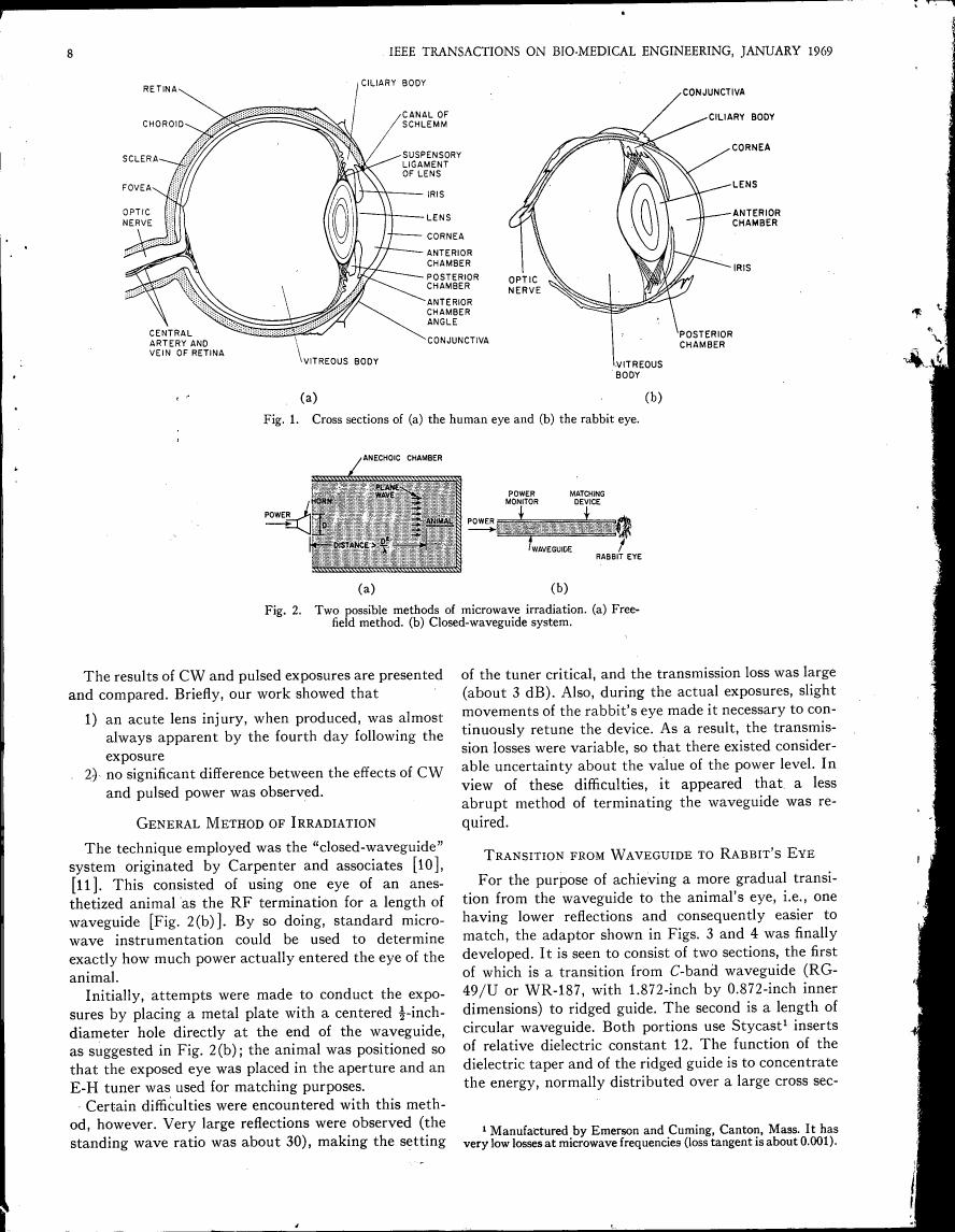 Fig. 1: Cross sections of (a) the human eye and (b) the rabbit eye.
