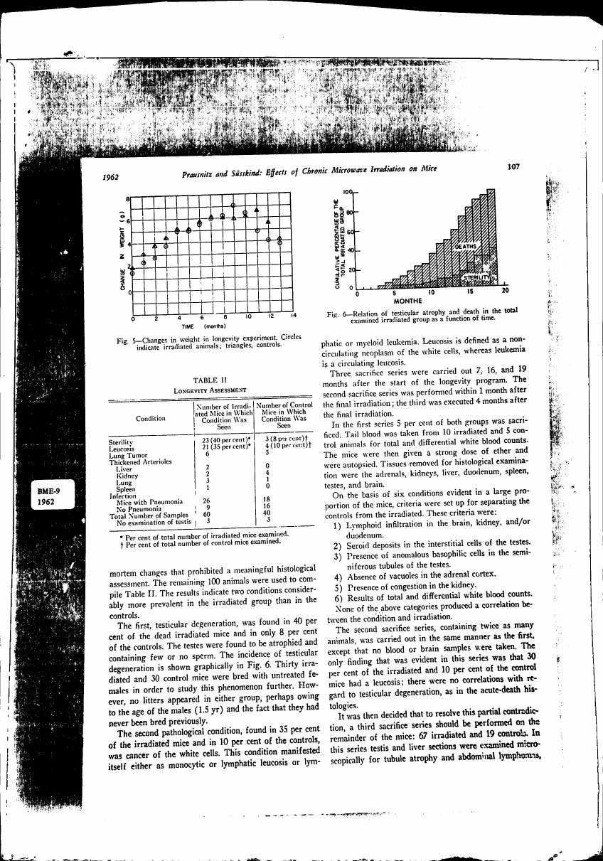 Fig. 5 - Changes in weight in longevity experiment with circles indicating irradiated animals and triangles controls.