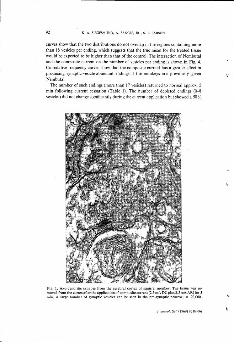 AI-described figure: Electron micrograph showing an axo-dendritic synapse from the cerebral cortex of a squirrel monkey.