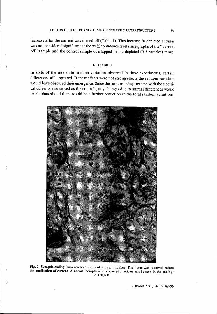 Fig. 2: Synaptic ending from cerebral cortex of squirrel monkey showing a normal complement of synaptic vesicles before current application.