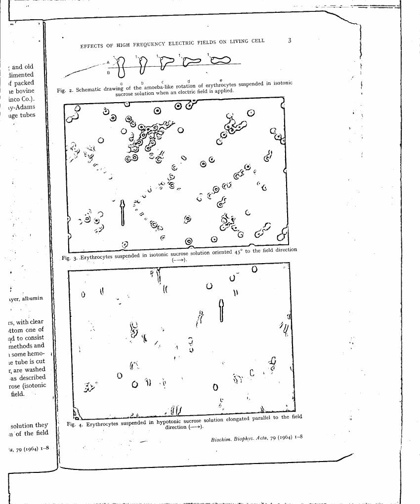 Fig. 2: Schematic drawing of the amoeba-like rotation of erythrocytes suspended in isotonic sucrose solution when an electric field is applied.