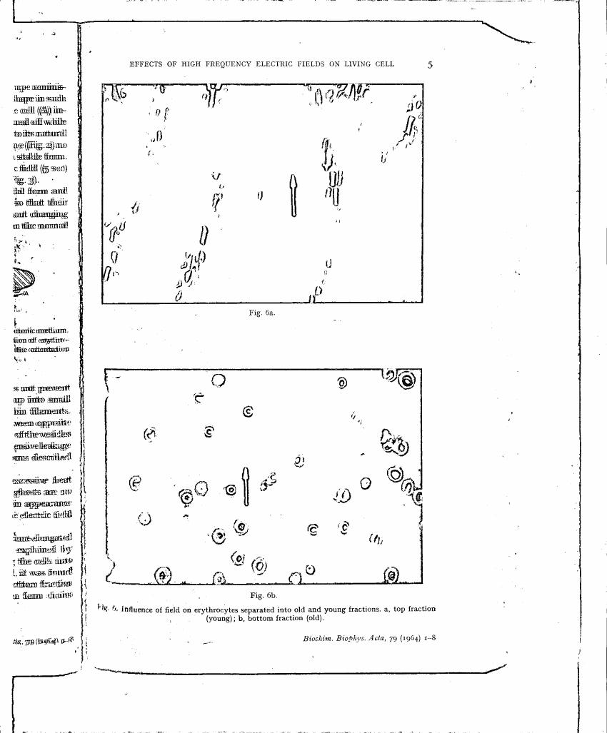 Fig. 6b: Influence of field on erythrocytes separated into old and young fractions, a: top fraction (young); b: bottom fraction (old).