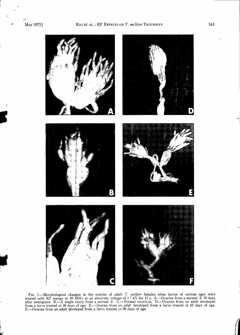 Fig. 1: Morphological changes in the ovaries of adult T. melitor females when larvae of various ages were treated with RF energy at 39 MHz.