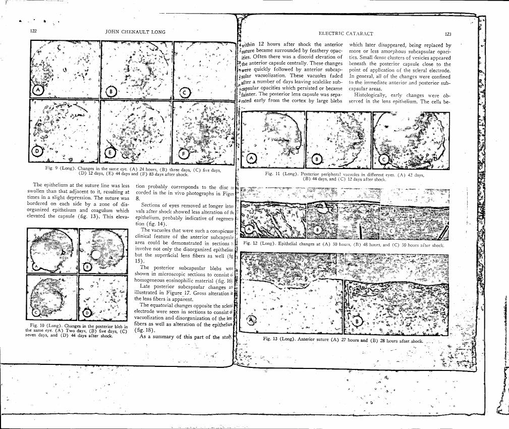 AI-described figure: Figures showing changes in lens structure and epithelial cells over time after shock treatment.