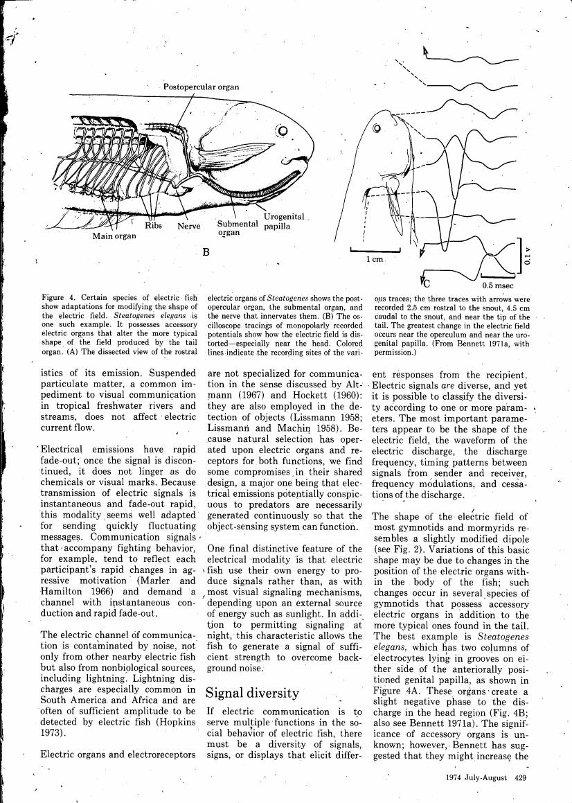 Figure 4 illustrates certain adaptations in electric fish for modifying the shape of their electric field, focusing on Steatogenes elegans and its accessory organs.
