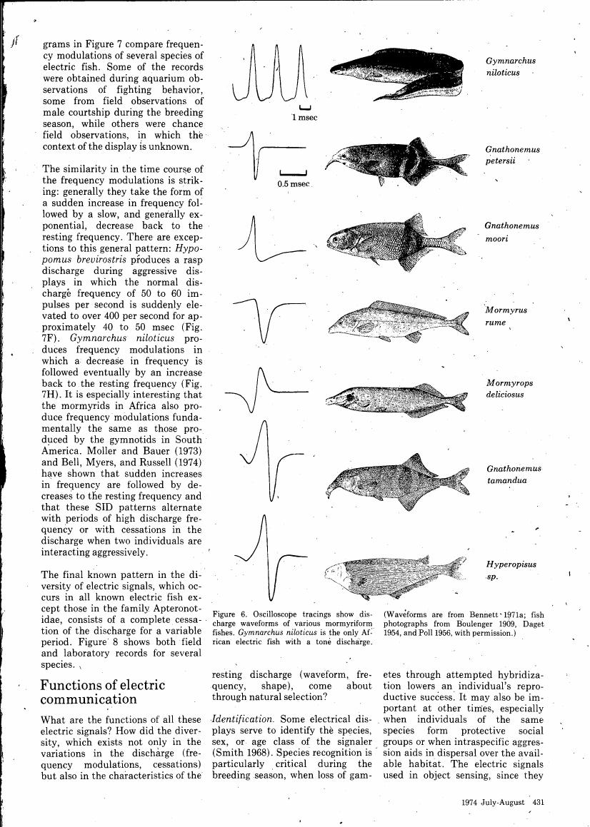 AI-described figure: Figure 6. Oscilloscope tracings show discharge waveforms of various mormyiform fishes.