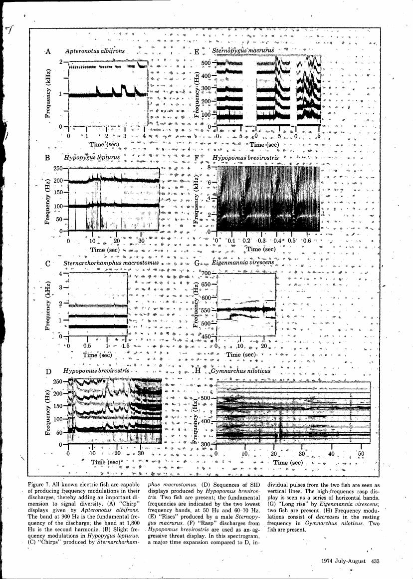 AI-described figure: Figure 7 displays spectrograms and frequency-time plots for various electric fish species, illustrating their acoustic signals.