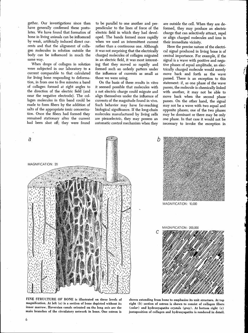 AI-described figure: The fine structure of bone is illustrated at three levels of magnification: a cross-section without its inner marrow, a section showing collagen fibers and hydroxyapatite crystals, and a detailed juxtaposition of these components.