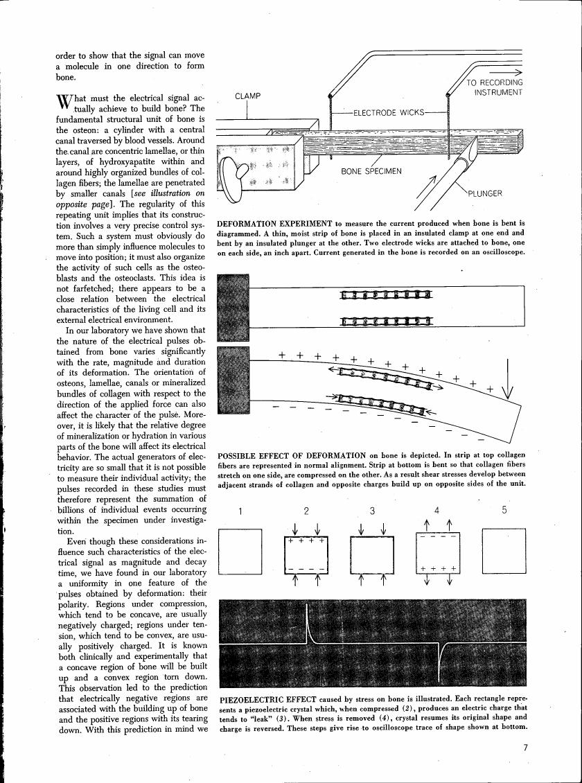 A diagram illustrating an experiment to measure current produced when bone is bent, showing a bone specimen with electrodes and a plunger.