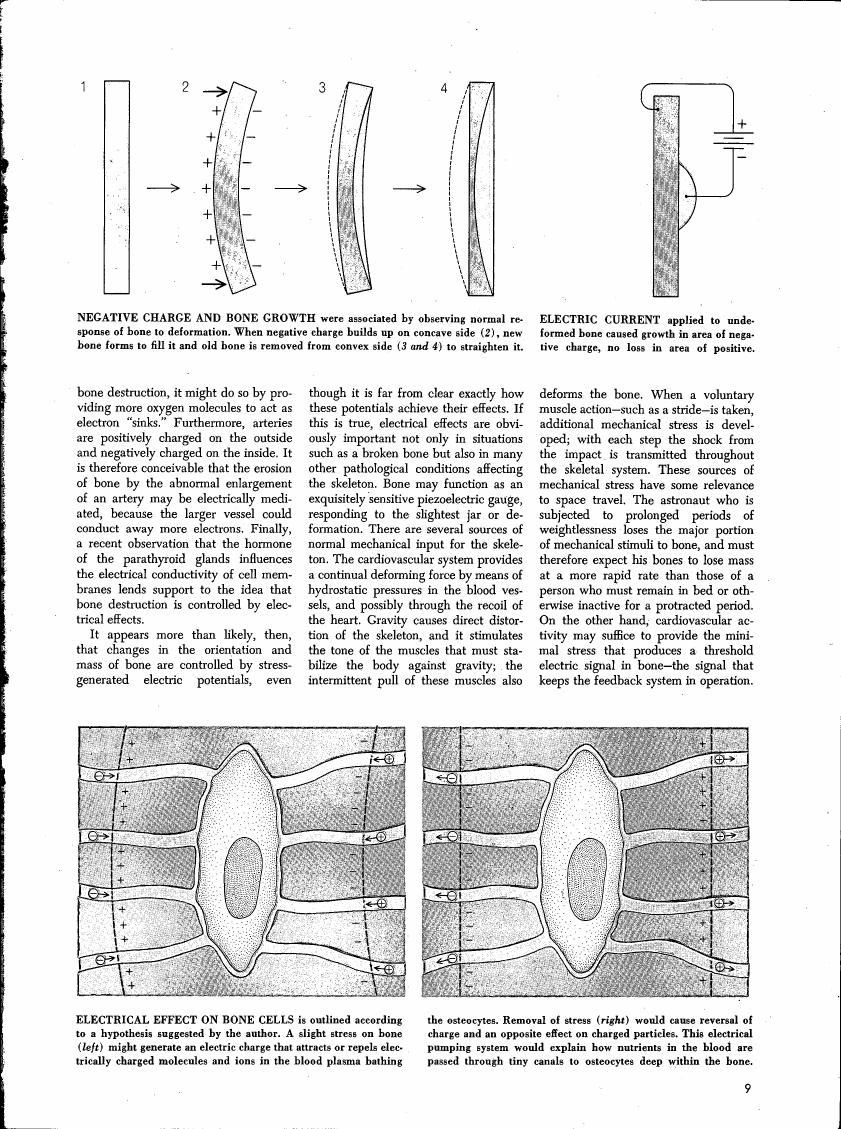 AI-described figure: The diagram illustrates the process of bone growth and deformation in response to negative charge and electric current.