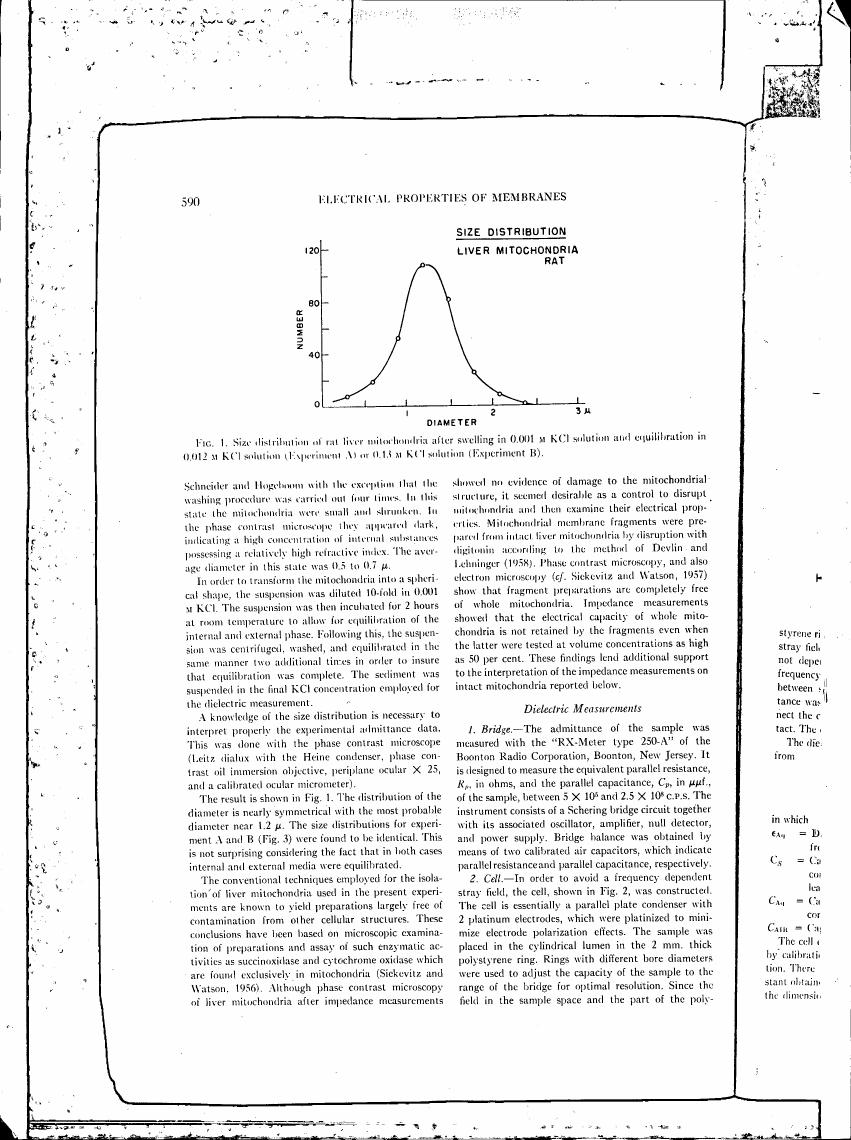Figure 1: Size distribution of rat liver mitochondria after swelling in 0.001 M KCl solution and equilibration in 0.012 M KCl solution (Experiment A) or 0.13 M KCl solution (Experiment B).
