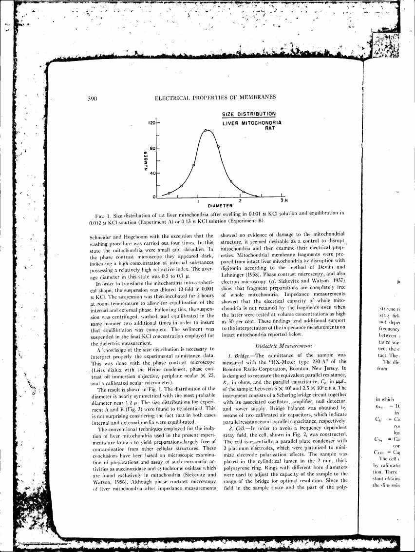 Figure 1. Size distribution of rat liver mitochondria after swelling in 0.001 m KCl solution and equilibration in 0.012 m KCl solution (Experiment A) or 0.13 m KCl solution (Experiment B).