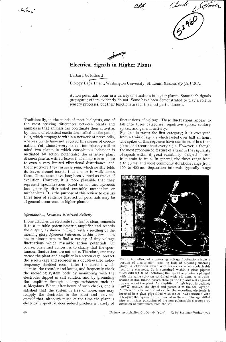 A method of monitoring voltage fluctuations from a portion of a cotyledon (seedling leaf) of a young morning glory. A chlorided silver wire serves as the non-polarizable recording electrode, and an agar-filled pipette is used for signal transmission.