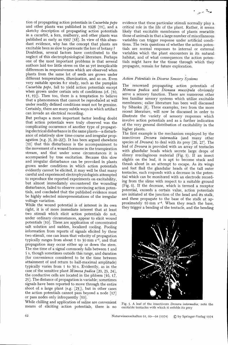 Figure 5. A leaf of the insectivore Drosera intermedia; note the excitable tentacles with which it enfolds its prey