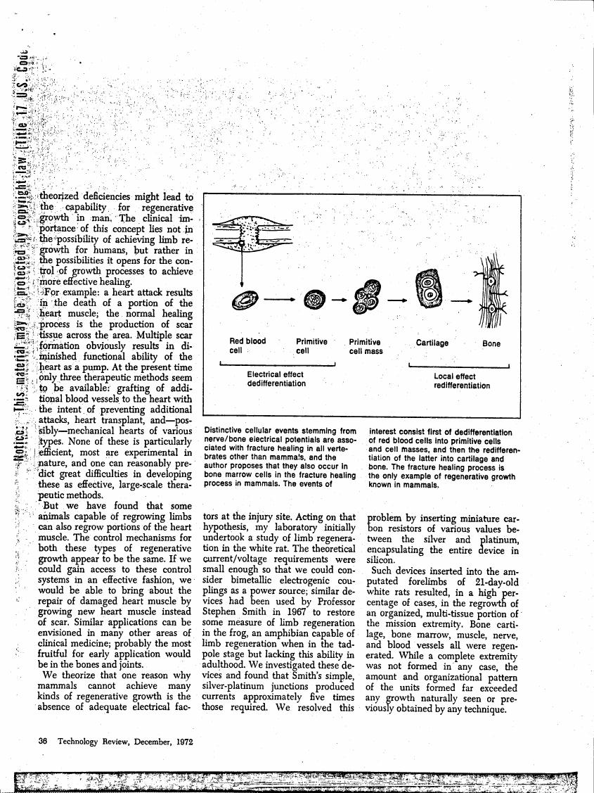 AI-described figure: The diagram illustrates a sequence of cellular events in regenerative growth processes, showing transitions from red blood cells to cartilage and bone through stages labeled as dedifferentiation and re-differentiation.
