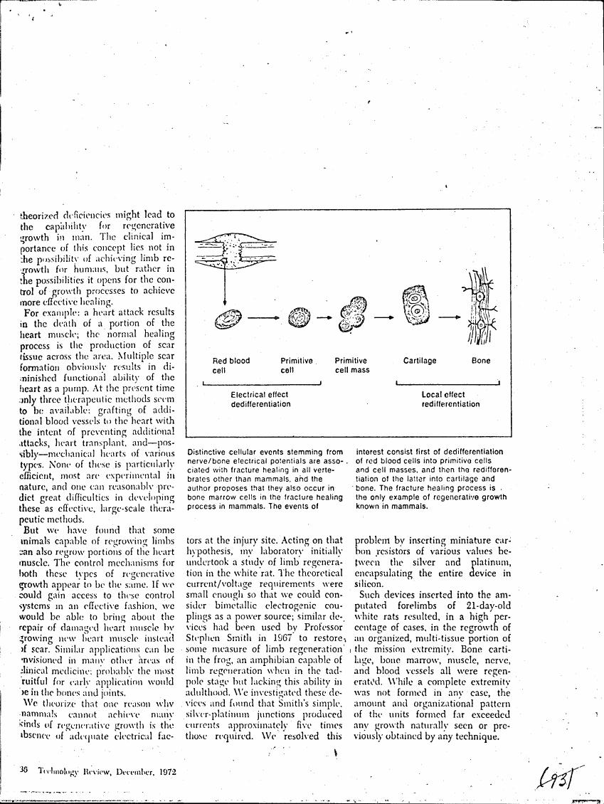 AI-described figure: The diagram illustrates a sequence of cellular events from red blood cells to bone formation in response to electrical and local effects.