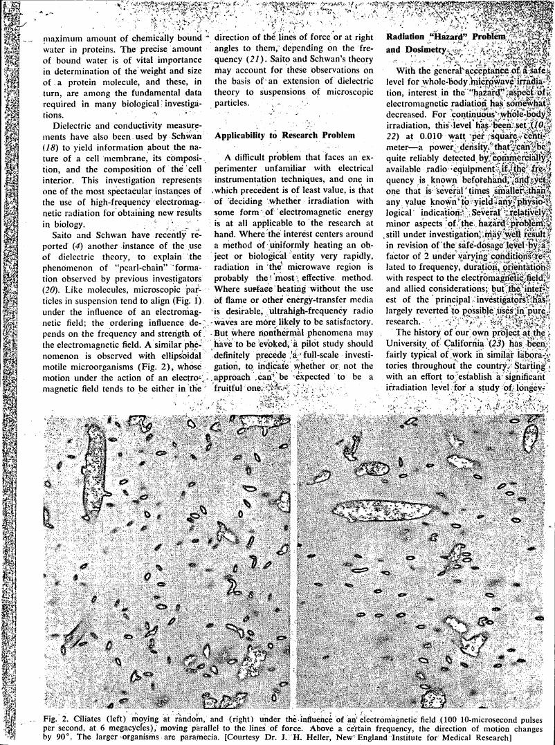 Fig. 2: Ciliates (left) moving at random and (right) under the influence of an electromagnetic field, showing their directional alignment in response to the field.