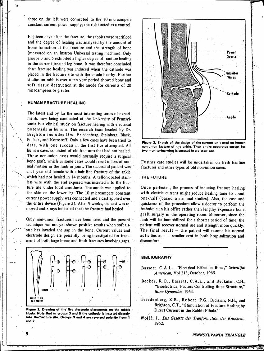 Figure 2. Drawing of the five electrode placements on the rabbit fibula.